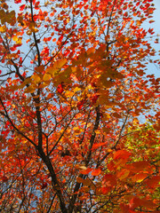 Autumn landscape. Bright red leaves in the sun.