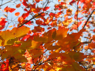 Autumn leaves close up. Bright autumn mood.