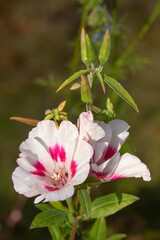 Godetia Garden Flowers