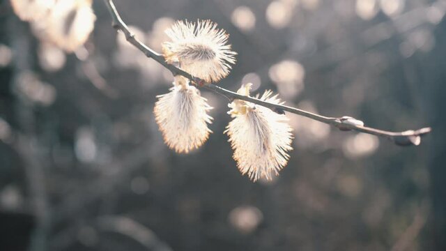 An alder branch with inflorescences sways in the wind in the rays of the spring sun