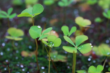 雨上がりのデンジソウ