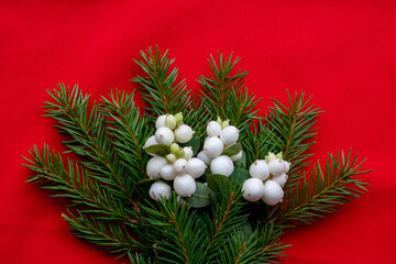 Christmas bouquet with fir branches and white dogwood berries on a red background . Christmas card. The theme of a winter holiday. Happy New Year