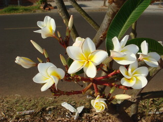 plumeria flowers in the garden