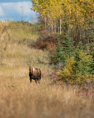 Beautiful female moose seen in the fall autumn time of year in northern Canada, Yukon Territory eating munching. 