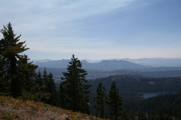Forest landscape in the morning