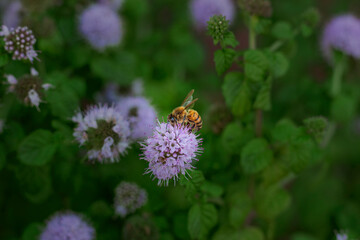Abeja en flor de menta 