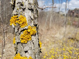 A yellow lichen is growing on a tree's bark. This is called Shore Lichen, or Xanthoria Parietina.