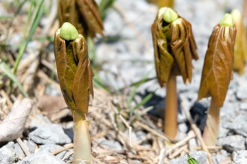 A Podophyllum Peltatum plant. More commonly called Mayapple, Mandrake, and Ground Lemon. All parts of the plant are poisonous in large doses but has been used in medicine and is edible in small doses.