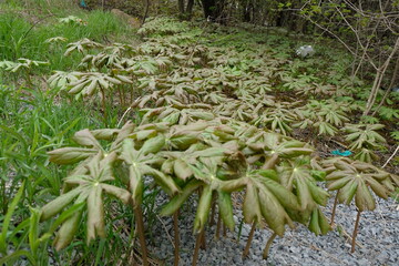 A Podophyllum Peltatum plant. More commonly called Mayapple, Mandrake, and Ground Lemon. All parts of the plant are poisonous in large doses but has been used in medicine and is edible in small doses.