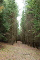 Obraz premium A bunch of green healthy pine trees near a forest path.