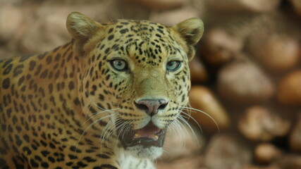 panther close up from india
