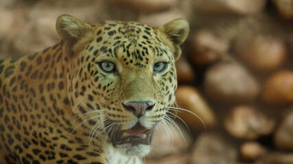 panther close up from india