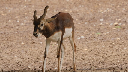 Antelopes and blackbuck in indian wildlife 