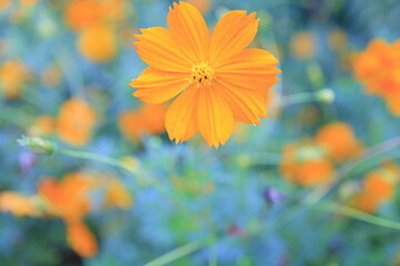 autumn leaves on a sunny day