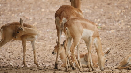 beautiful antelope in in the indian wildlife , animals from india , deer in inida  