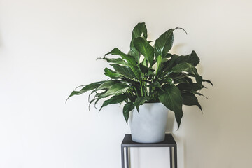 clean interior with stand and peace lilly plant on empty white wall background for text - obrazy, fototapety, plakaty
