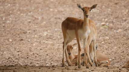 Naklejka na ściany i meble Antelopes and blackbuck in indian wildlife 