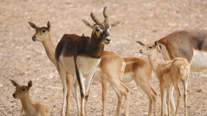 Antelopes and blackbuck in indian wildlife 