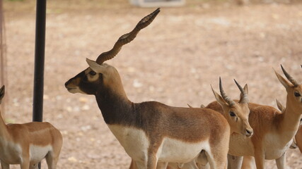 Antelopes and blackbuck in indian wildlife 