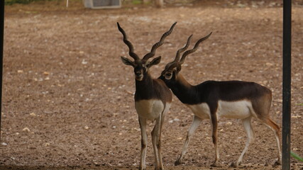 Blackbuck isolated animals in india