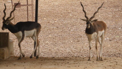 Blackbuck isolated animals in india