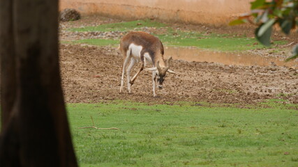 Blackbuck isolated animals in india