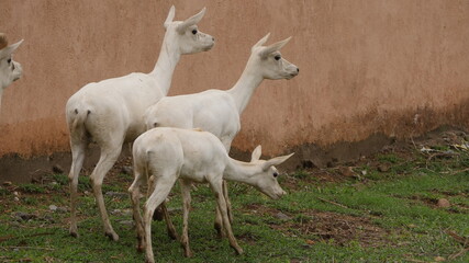 Fototapeta premium rare white deer breed in india , wildlife of india , animals in india , deer in india 