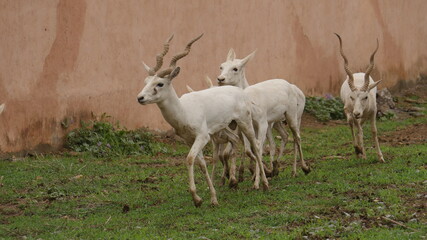rare white deer breed in india , wildlife of india , animals in india , deer in india 