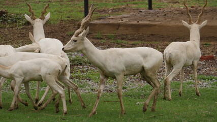rare white deer breed in india , wildlife of india , animals in india , deer in india 