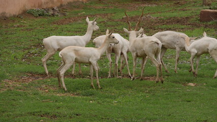 Naklejka na ściany i meble rare white deer breed in india , wildlife of india , animals in india , deer in india 