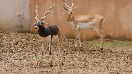 Famous and rare black buck in india , animals in india 
wildlife in india