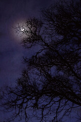 Obraz na płótnie Canvas spooky night with moon
