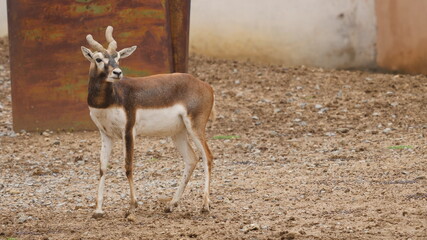 Famous and rare black buck in india , animals in india 
wildlife in india