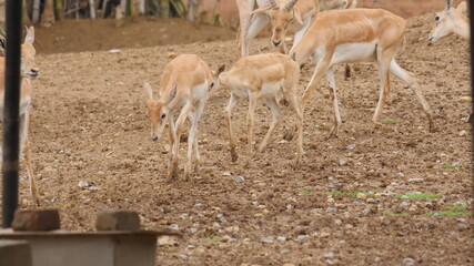 animals in india, antelopes in india, indian wildlife 