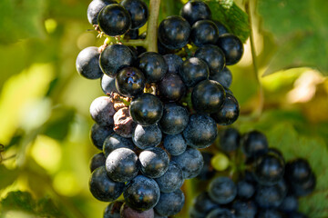 Wine on the Vine