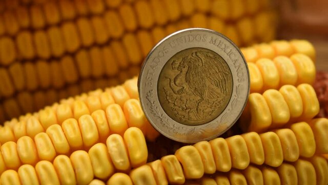 Moneda mexicana en la mazorca de maíz ft0209_0570 Mexican currency on corn cob