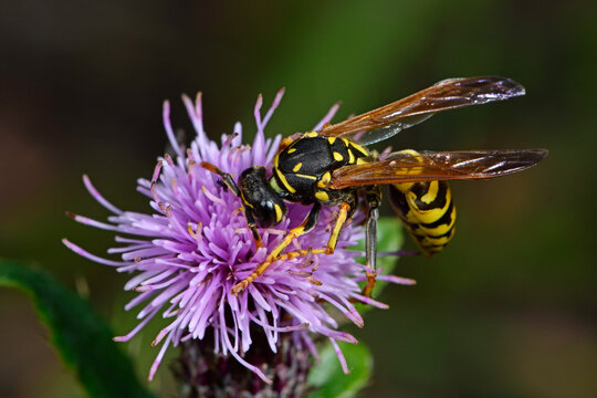 paper wasp on a thistle / Wespe / Heide-Feldwespe (Polistes cf. nimpha) auf einer Distel-Bl&uuml;te 