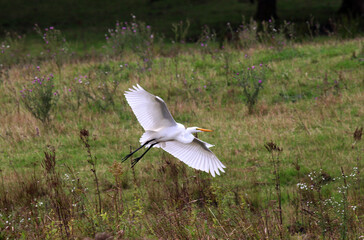 Snowy Egret in Flight