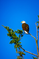 american bald eagle