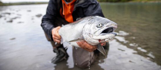 Fresh caught large Coho salmon fish being held by a fisherman above the river water in Washington State. The Pacific Northwest hosts a large salmon run every year. 