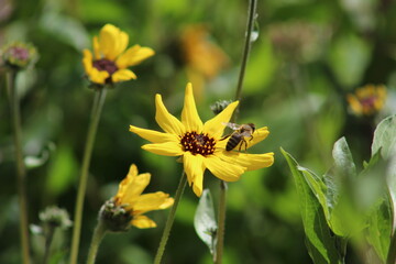 Bee on a Flower