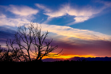 clouds and tree at sunset