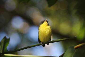 Pájaro amarillo pequeño posado sobre una rama