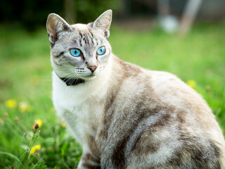 Naklejka na ściany i meble Portrait of a light-haired cat with blue eyes sitting in the field.