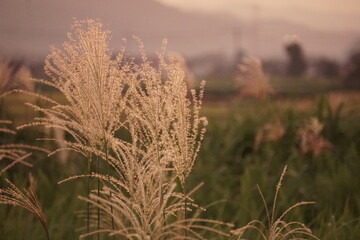 Fototapeta premium 秋の風景