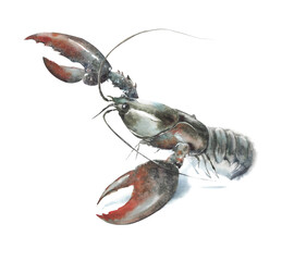 Lobster sea creature watercolor painting illustration isolated on white background - 379507773