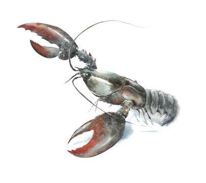 Lobster sea creature watercolor painting illustration isolated on white background