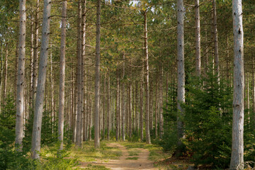 Forest walking path through Whitefish Sand Dunes in Door County, Wisconsin