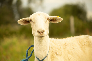 Obraz premium sheep in a field