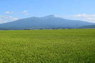Fototapeta premium 鳥海山（出羽富士）／ 山形県の最高峰、標高2,236mの鳥海山（ちょうかいさん）は、日本百名山、日本百景、日本の地質百選に選定されている活火山で、山頂に雪が積もった姿が富士山にそっくりなため、出羽富士（でわふじ）と呼ばれ親しまれています。